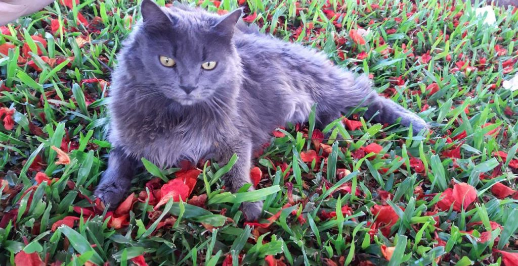 Gato ‘Robson’ está desaparecido na região entre os bairros Consolata e Floresta