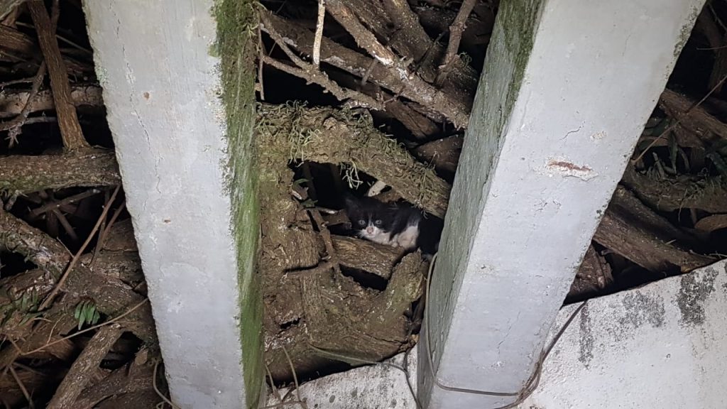 Corpo de Bombeiros é mobilizado para resgatar filhote de gato que ficou preso em árvore na Rua Bom Jesus