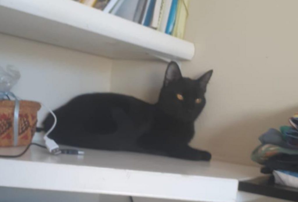 Gato sumiu no Bairro Presidente e internauta pede ajuda para encontrá-lo