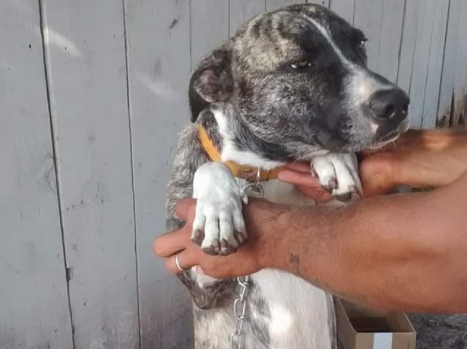 Cachorrinho “Smok” está desaparecido no Bairro Brasmadeira Imagem referente a Cachorrinho “Smok” está desaparecido no Bairro Brasmadeira