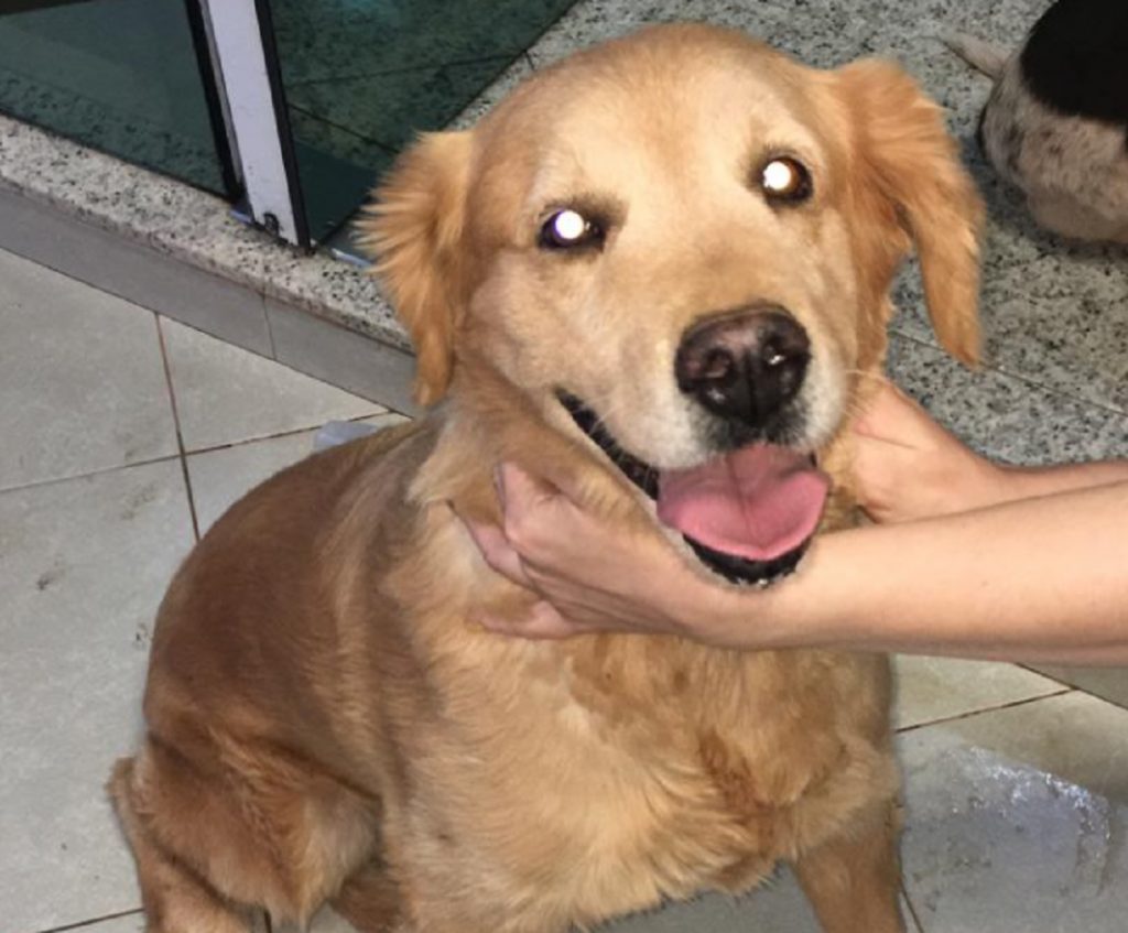 Cachorrinho foi encontrado na Rua Vicente Machado