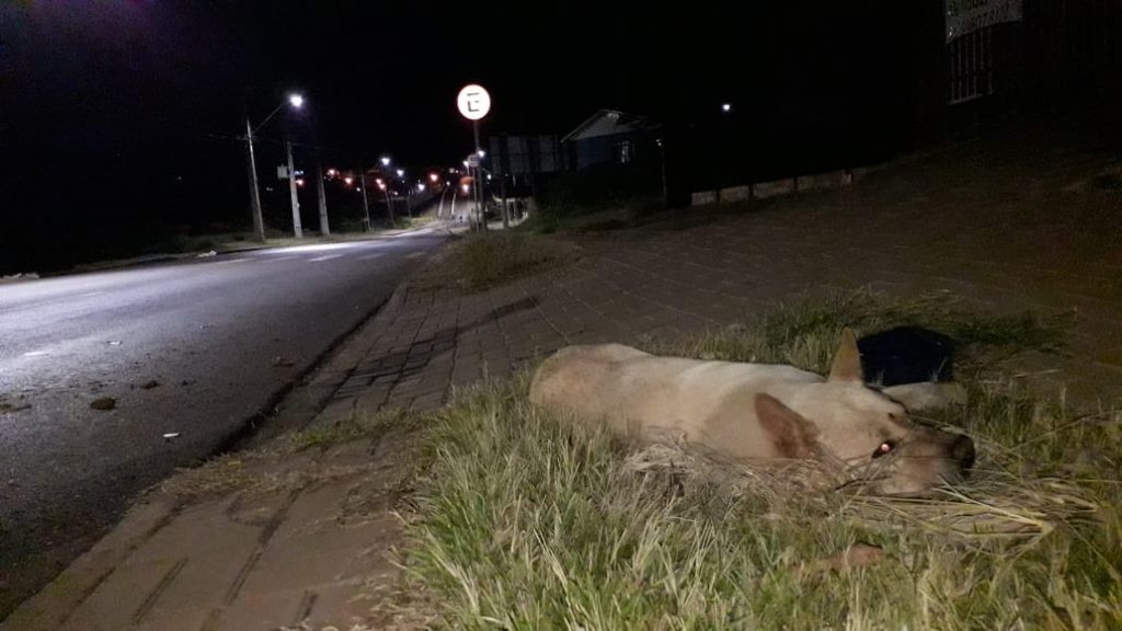 Cachorro é atropelado por carro e motorista não presta socorro; Moradores do Cascavel Velho ficam indignados