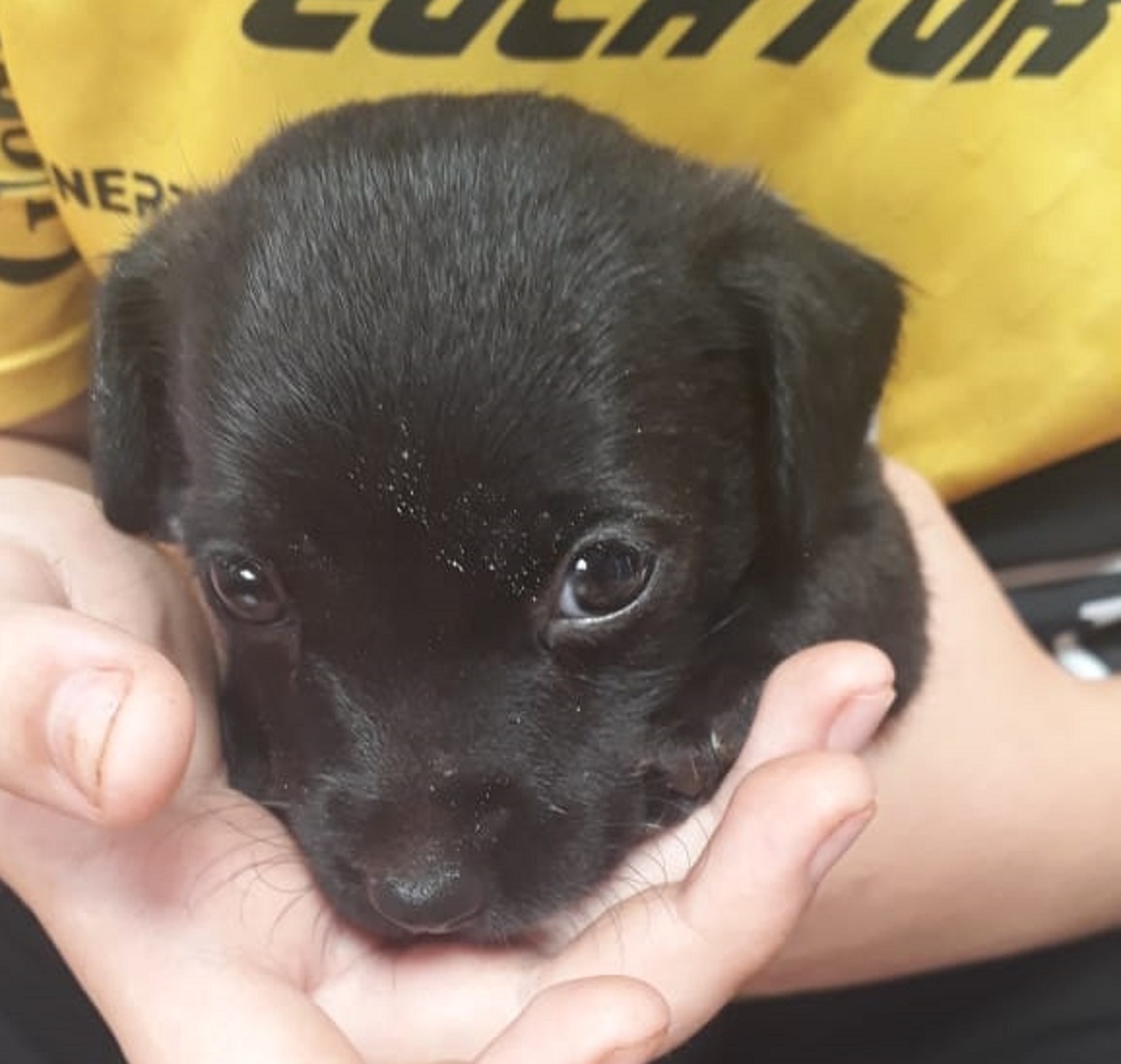 Cachorrinha foi abandonada na Estrada São Salvador, em Cascavel Imagem referente a Cachorrinha foi abandonada na Estrada São Salvador, em Cascavel