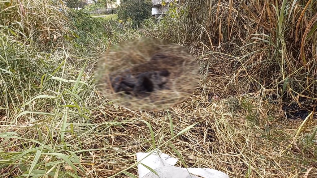 Conforme delegado, corpo que foi carbonizado em Curitiba ainda não foi identificado