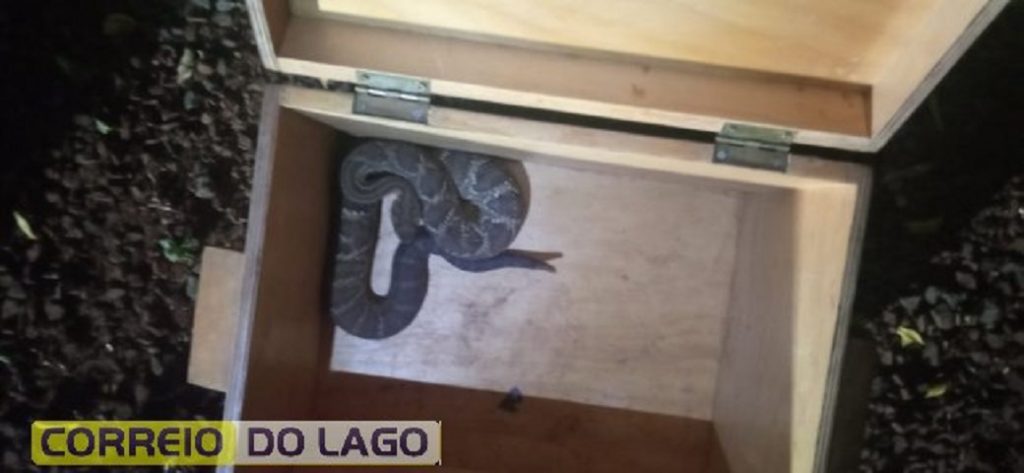 Cobra cascavel é encontrada em quarto de criança em Santa Helena