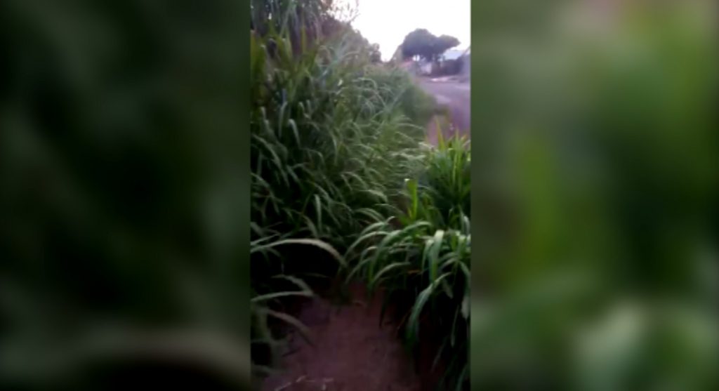 Morador reclama de matagal tomando conta de calçada na Rua Indira Gandhi, no Bairro Santo Onofre