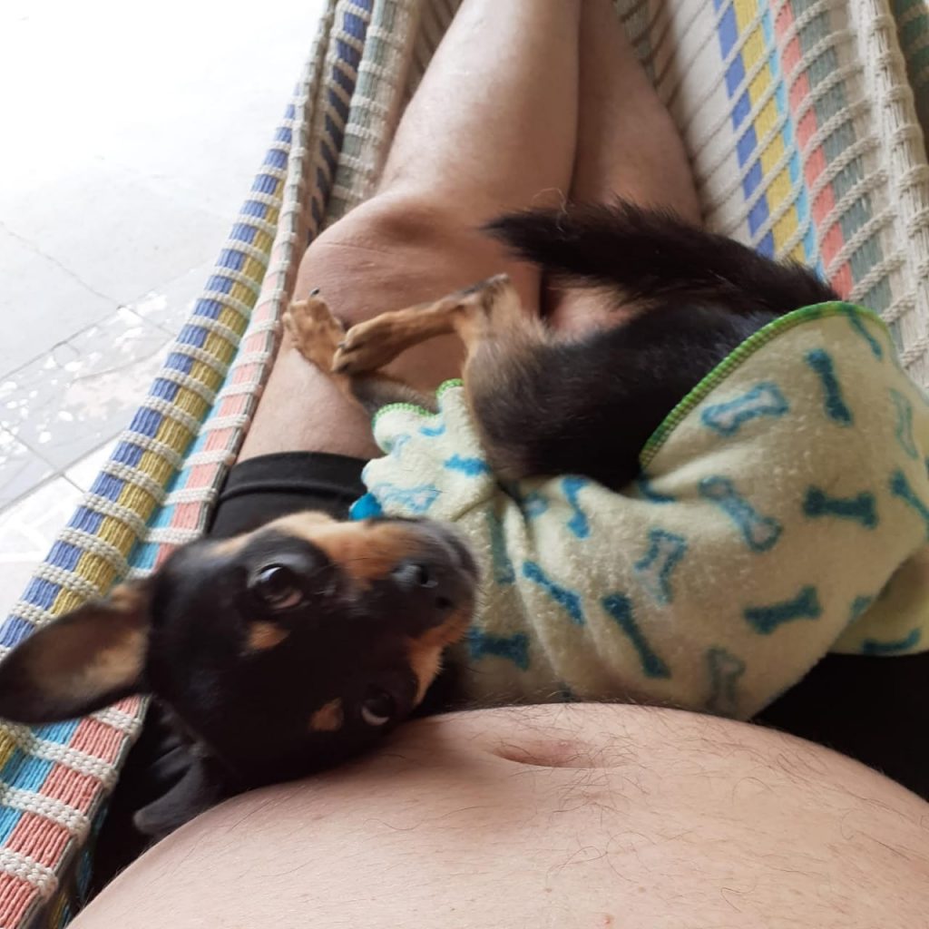 Internauta pede ajuda para encontrar sua cachorrinha de estimação