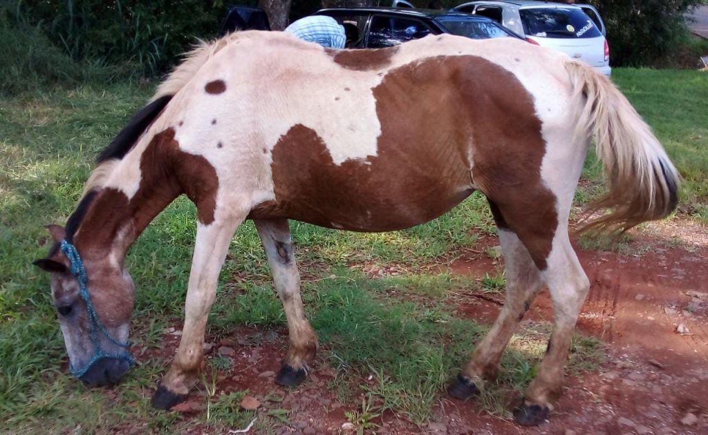 Morador do Turisparque procura égua perdida