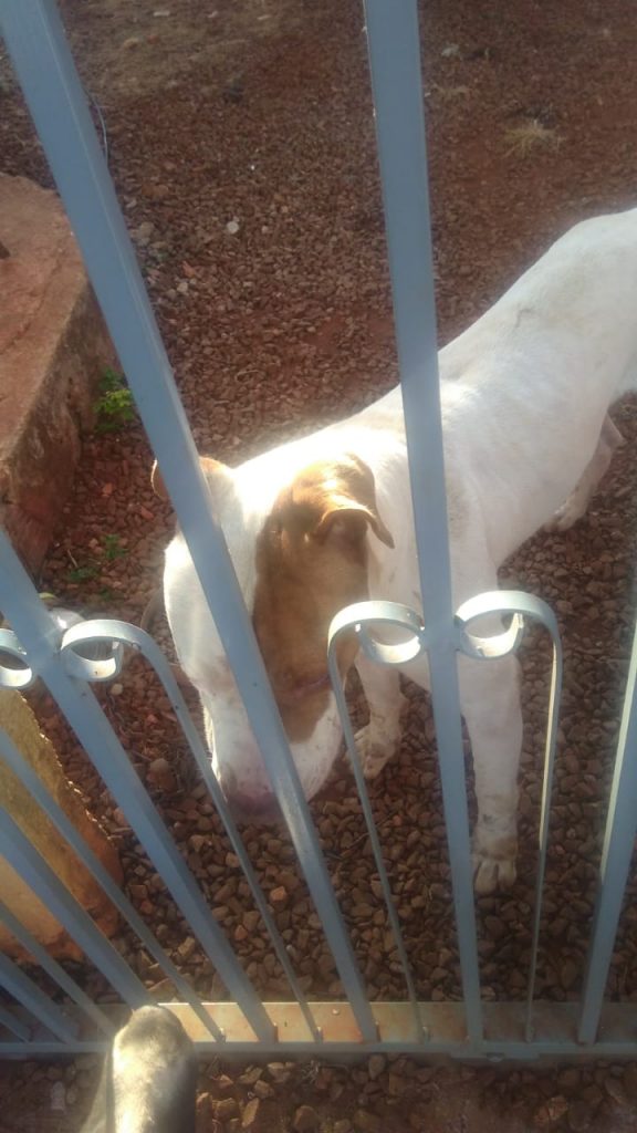 Pitbull foi encontrado no Julieta Bueno