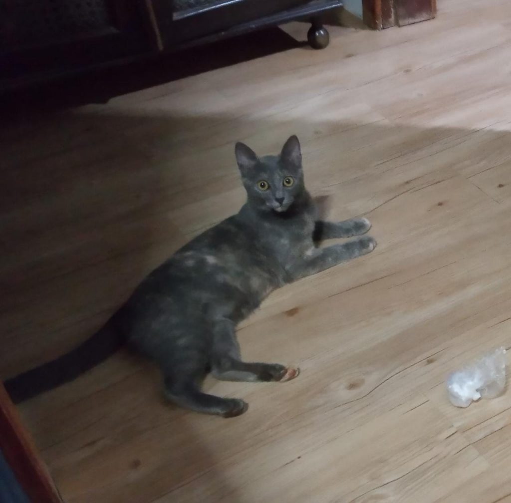 Gatinha sumiu no Novo Milênio