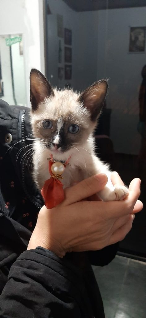 Gatinha é encontrada no Santa Felicidade