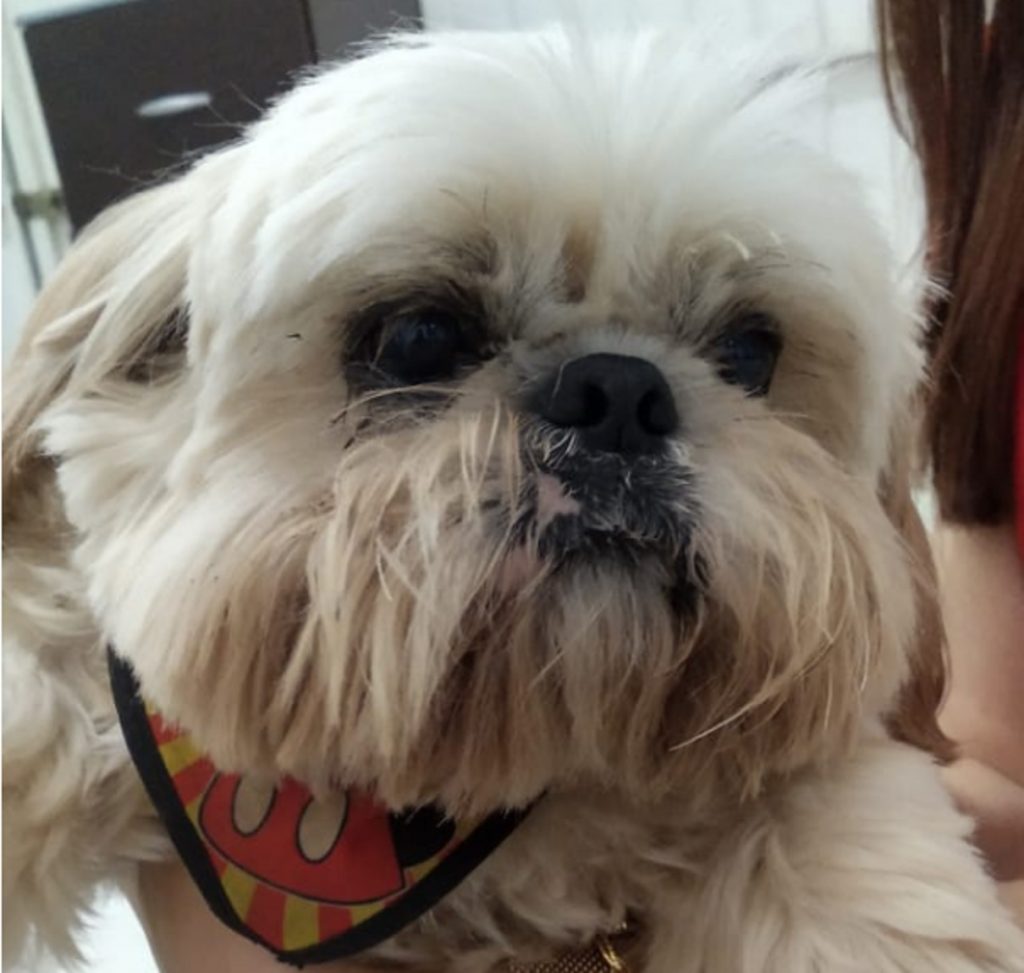 Cachorrinho foi encontrado no Bairro Maria Luíza