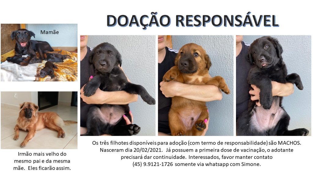 Três filhotes de cães estão disponíveis para adoção responsável