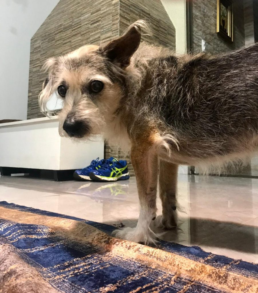 Internauta pede ajuda para localizar cão que sumiu entre o Centro e o Cancelli