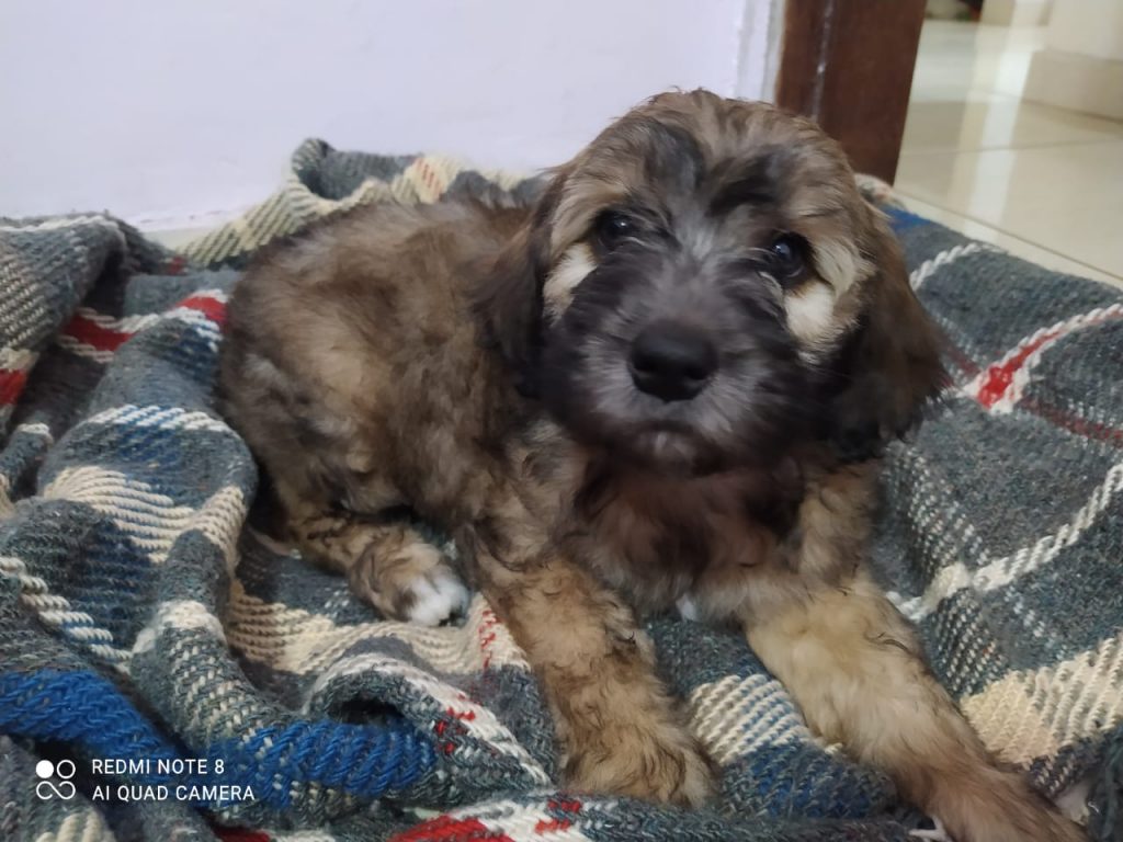 Internauta pede ajuda para localizar cachorra desaparecida no Bairro Morumbi