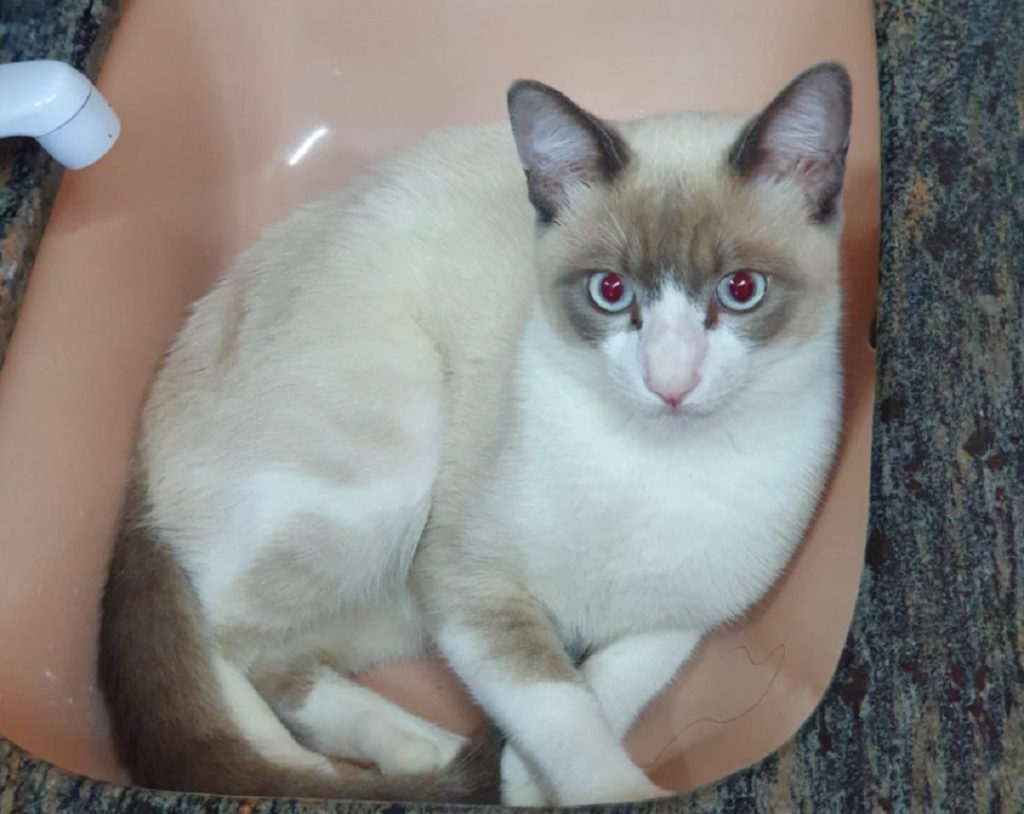 Gato sumiu na Av. Carlos Gomes, perto da agência dos Correios