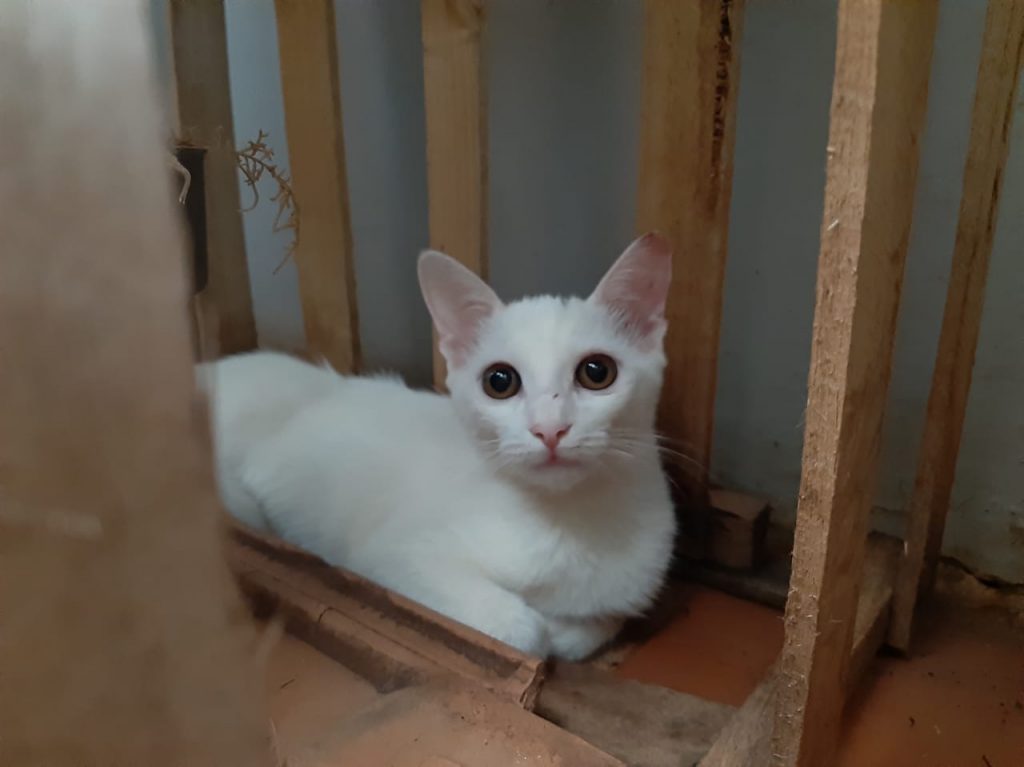 Gatinha que atende por ‘Tapioca’ sumiu no Bairro Parque São Paulo