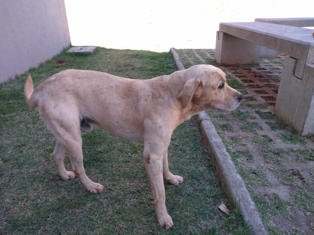Cão estava perdido próximo a BR-369