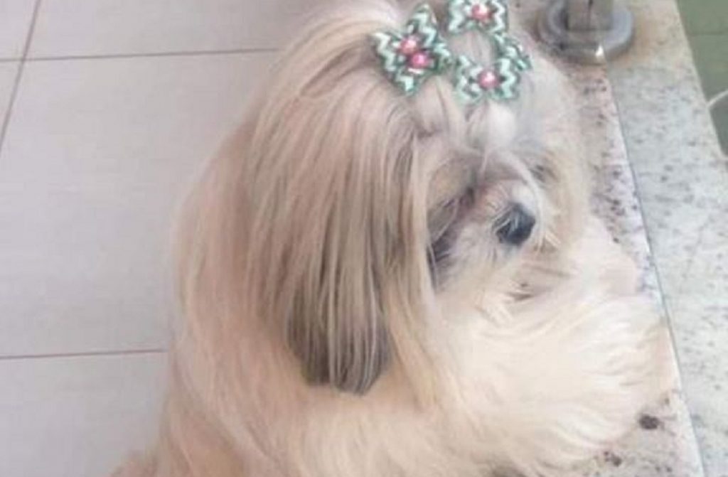 Cadela ‘Negrita’ está desaparecida e internauta pede ajuda para encontrá-la, no Bairro Country