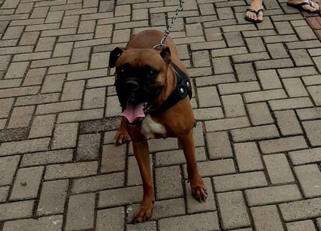 Cadelinha ‘Luna’ sumiu na região do Bairro Alto Alegre Cadelinha ‘Luna’ sumiu na região do Bairro Alto Alegre