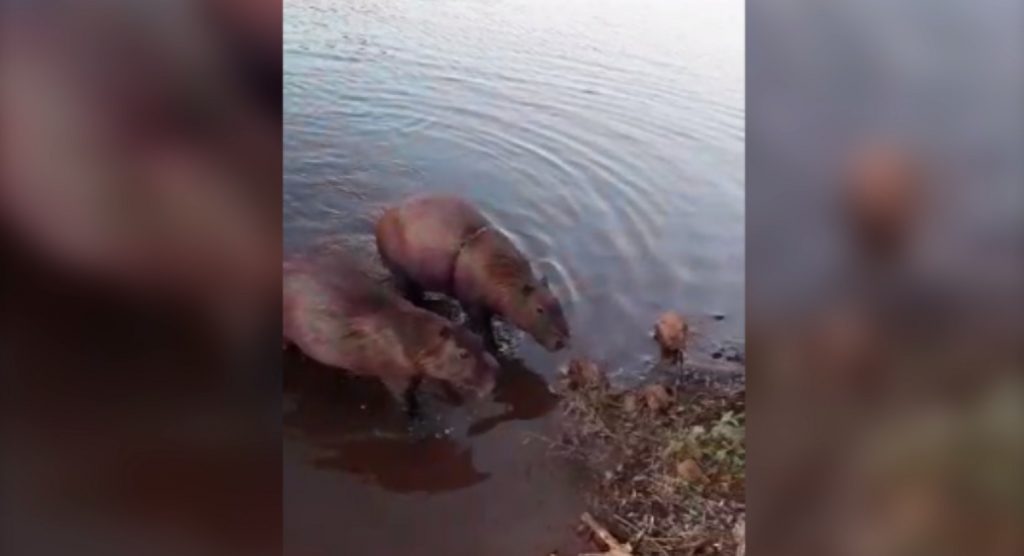 Laçaram a capivara? Corda enrolada em animal gera suspeita por parte de visitante do Lago Municipal Laçaram a capivara? Corda enrolada em animal gera suspeita por parte de visitante do Lago Municipal
