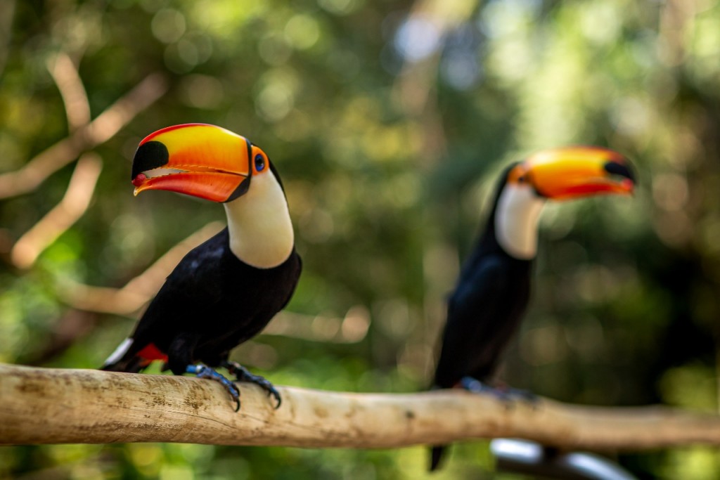 Parque das Aves tem novo horário de funcionamento a partir de 27 de abril