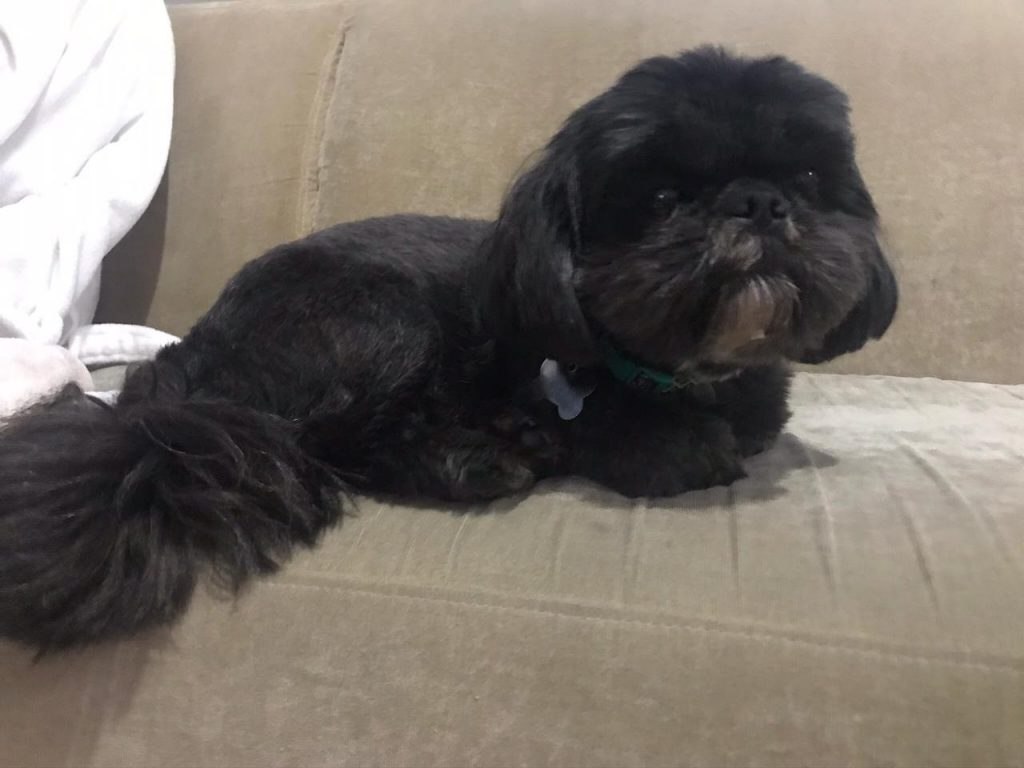 Cãozinho ‘Theo’ sumiu na Rua Terra Roxa, na Região do Lago