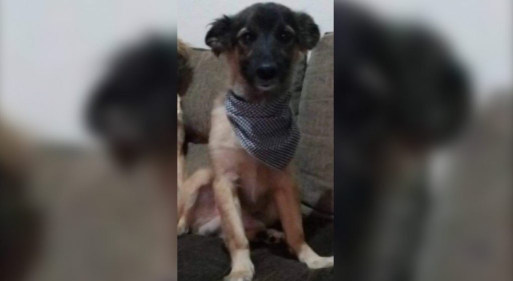 Internauta pede ajuda para encontrar seu cão “Laion”, desaparecido no Bairro Floresta Internauta pede ajuda para encontrar seu cão “Laion”, desaparecido no Bairro Floresta