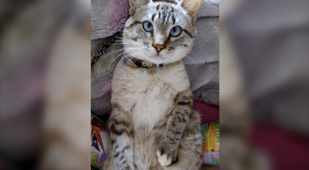 Você pode contribuir? Família pede ajuda para pagar o tratamento de gatinho no Bairro Parque São Paulo Você pode contribuir? Família pede ajuda para pagar o tratamento de gatinho no Bairro Parque São Paulo