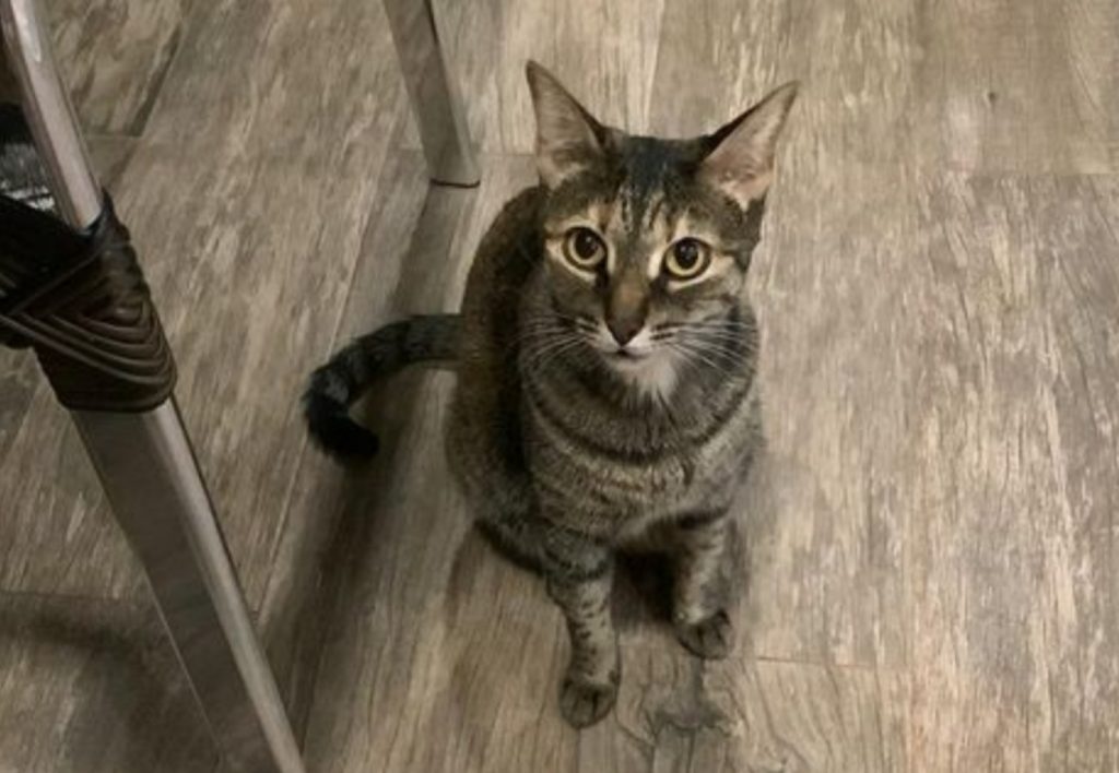 Gatinha ‘Lola’ desapareceu no Bairro Cancelli Gatinha ‘Lola’ desapareceu no Bairro Cancelli