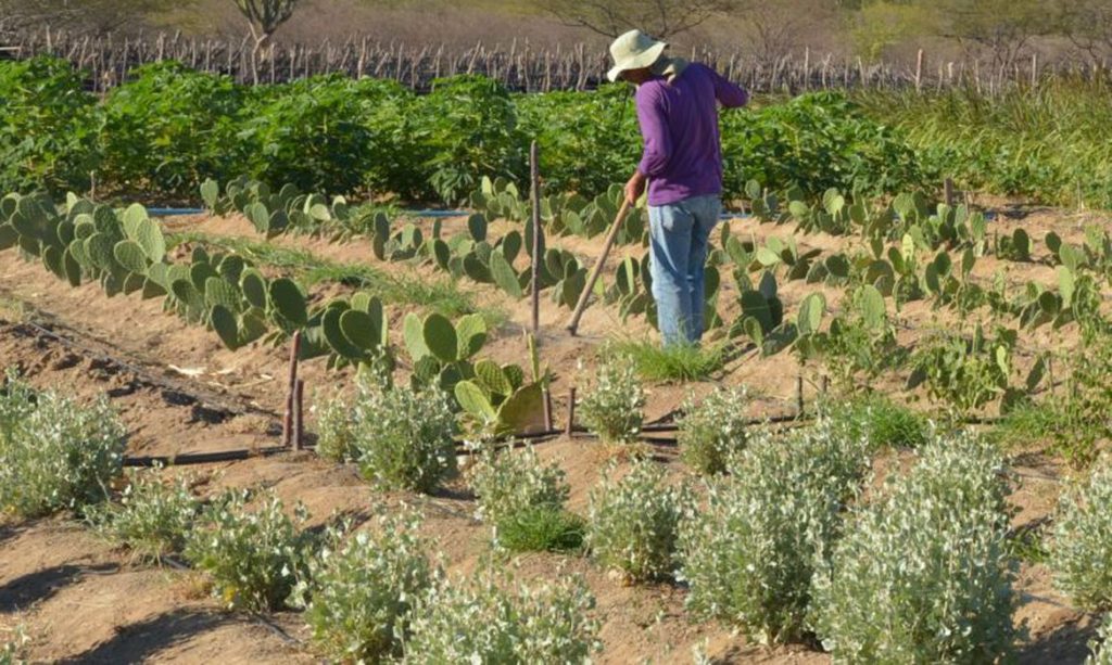 Governo desenvolve projeto que beneficia produtor familiar e consumidor