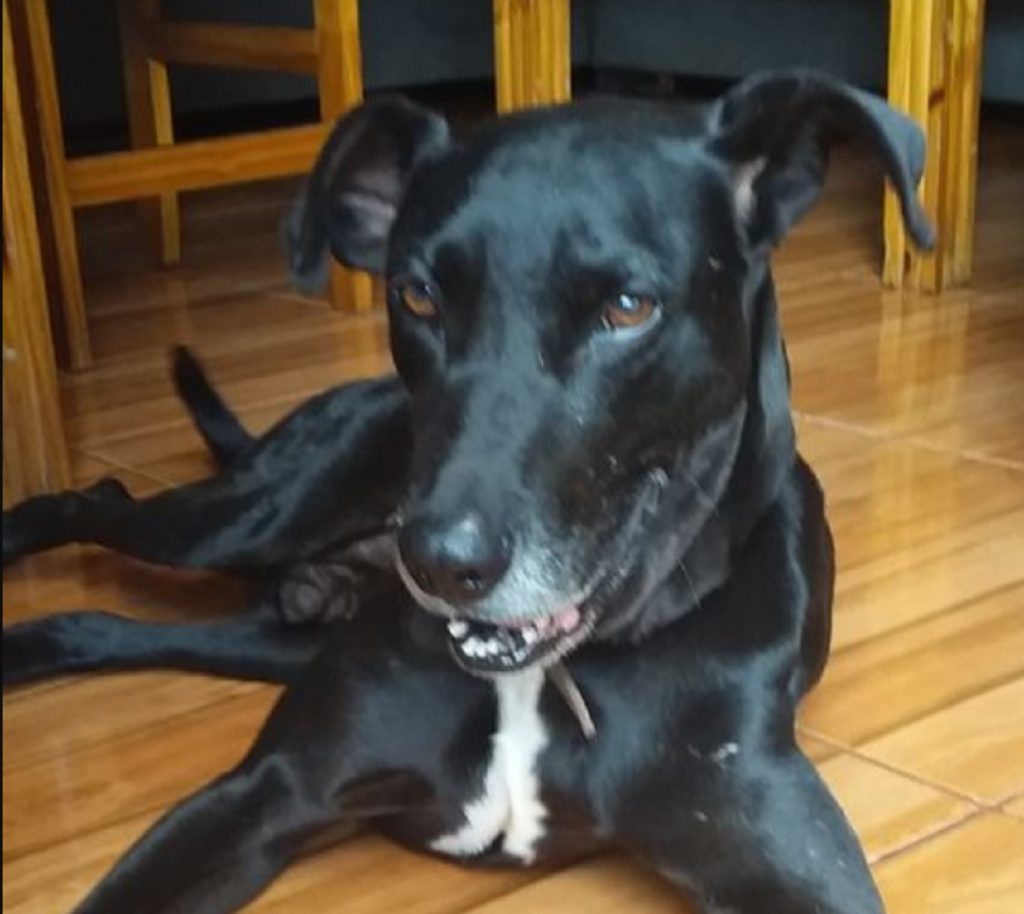 Cachorro que atende por ‘Leão’ sumiu na região do Bairro Tarumã