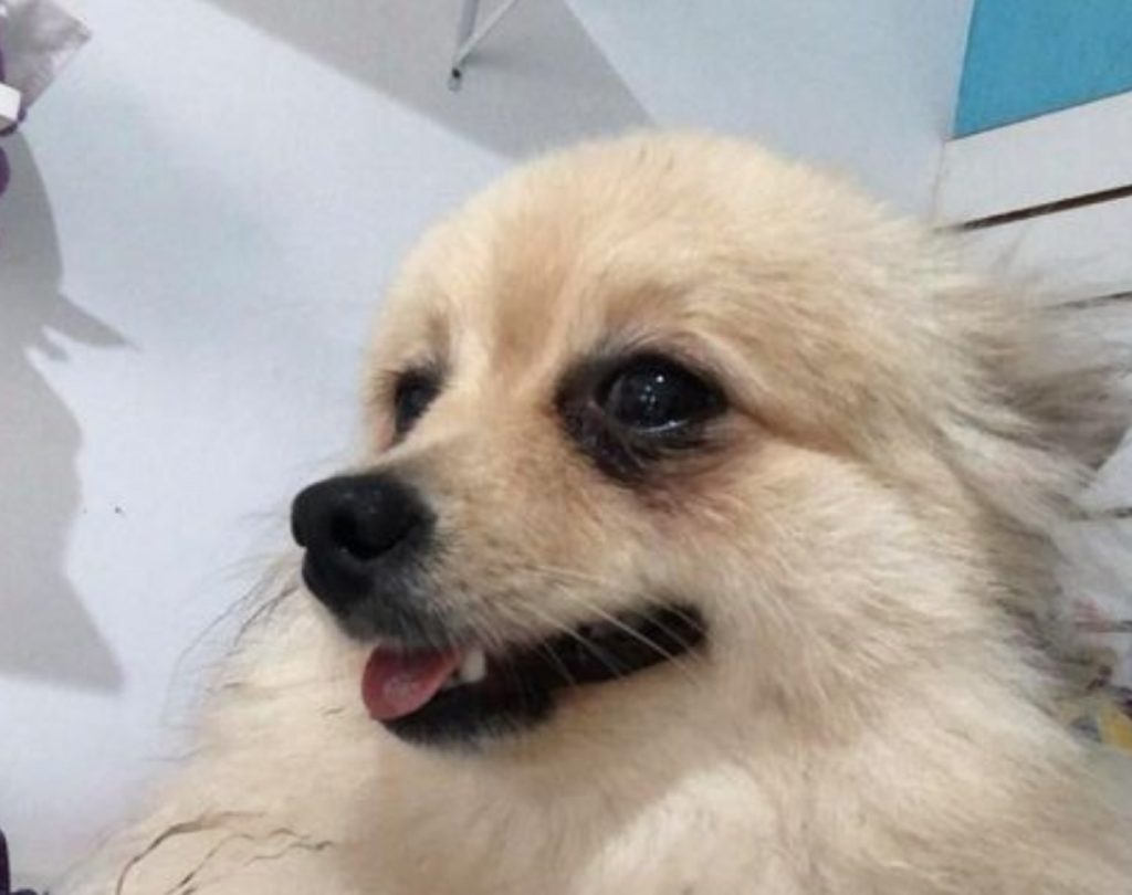 Cãozinho ‘Eros’ desapareceu na região dos bairros Neva e Alto Alegre