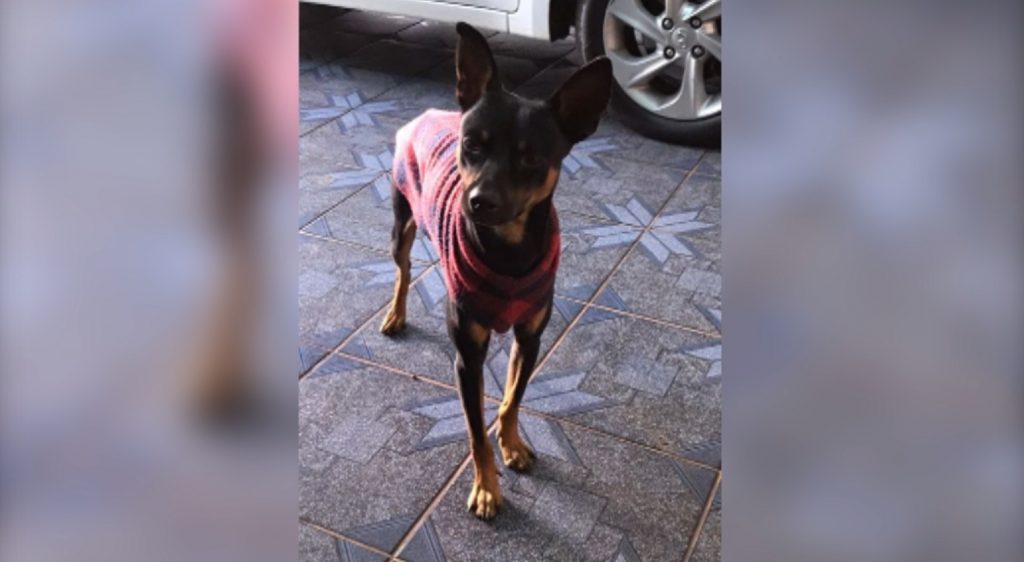 Cachorrinho foi encontrado na Avenida Tancredo Neves