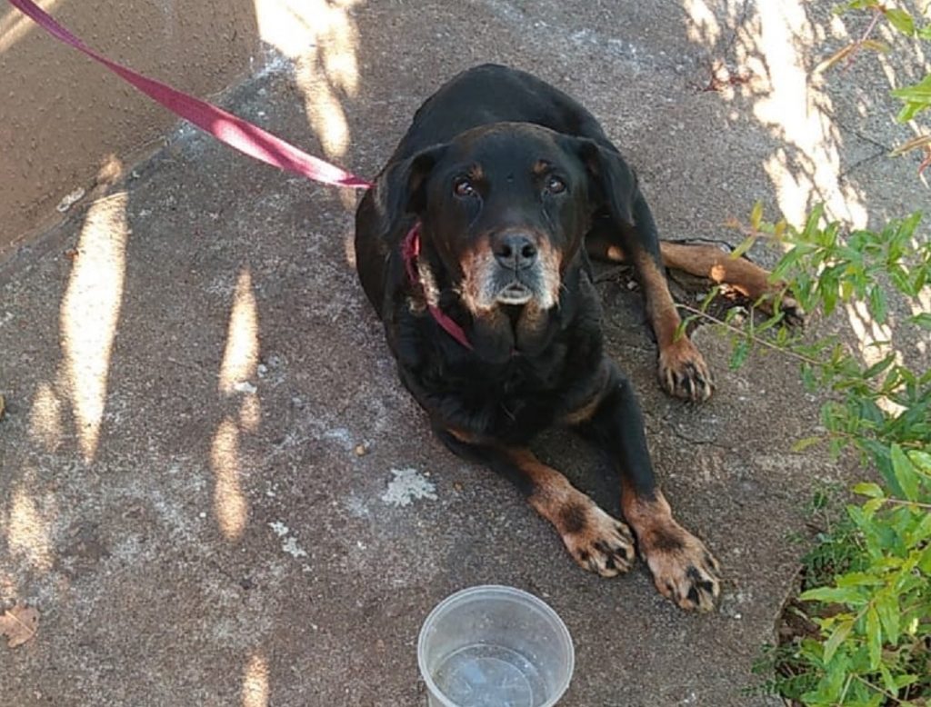 Cão é encontrado na região do Bairro Parque São Paulo