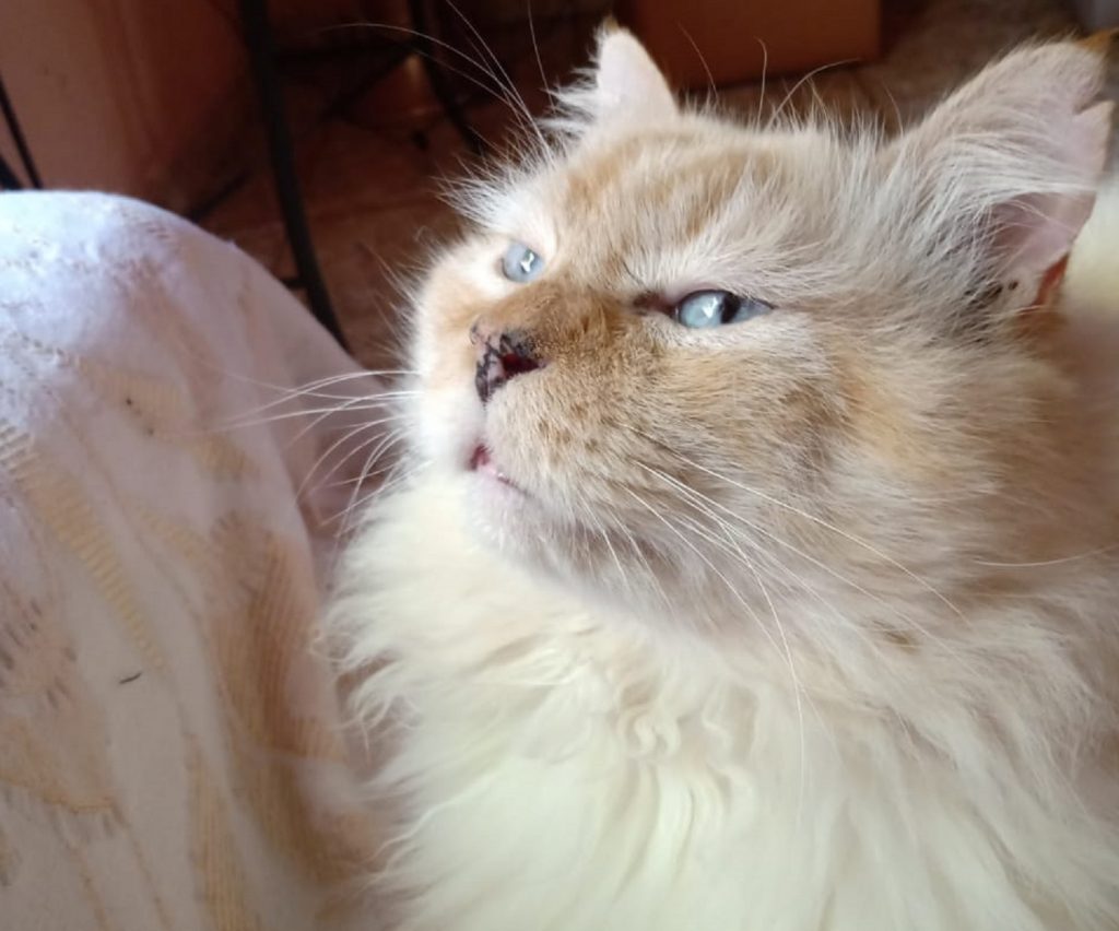 Gato “Bartô” desapareceu na região Central de Cascavel