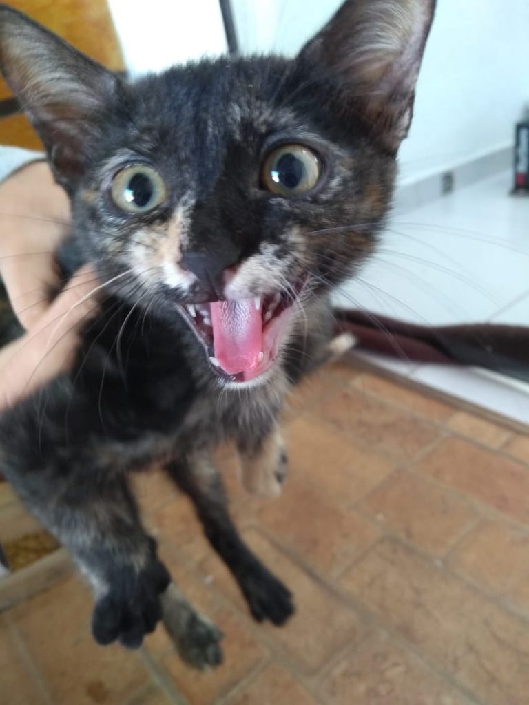 Gata foi encontrada na região do Bairro Brasília e Jardim Bela Vista Gata foi encontrada na região do Bairro Brasília e Jardim Bela Vista