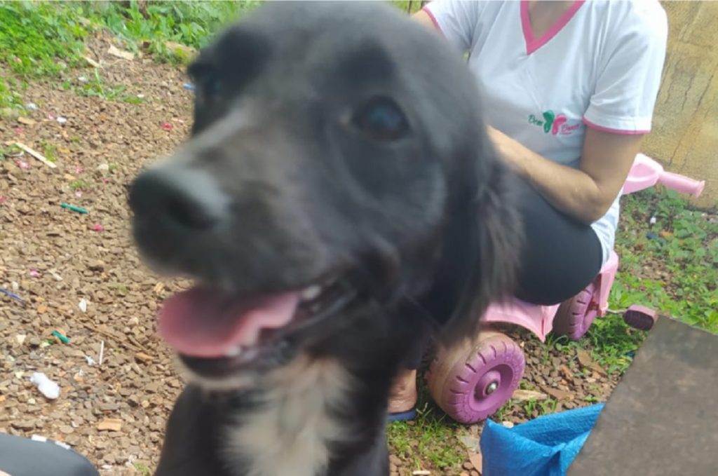 Cãozinho sumiu no Bairro Pioneiros Catarinenses, perto do lar dos bebês Cãozinho sumiu no Bairro Pioneiros Catarinenses, perto do lar dos bebês