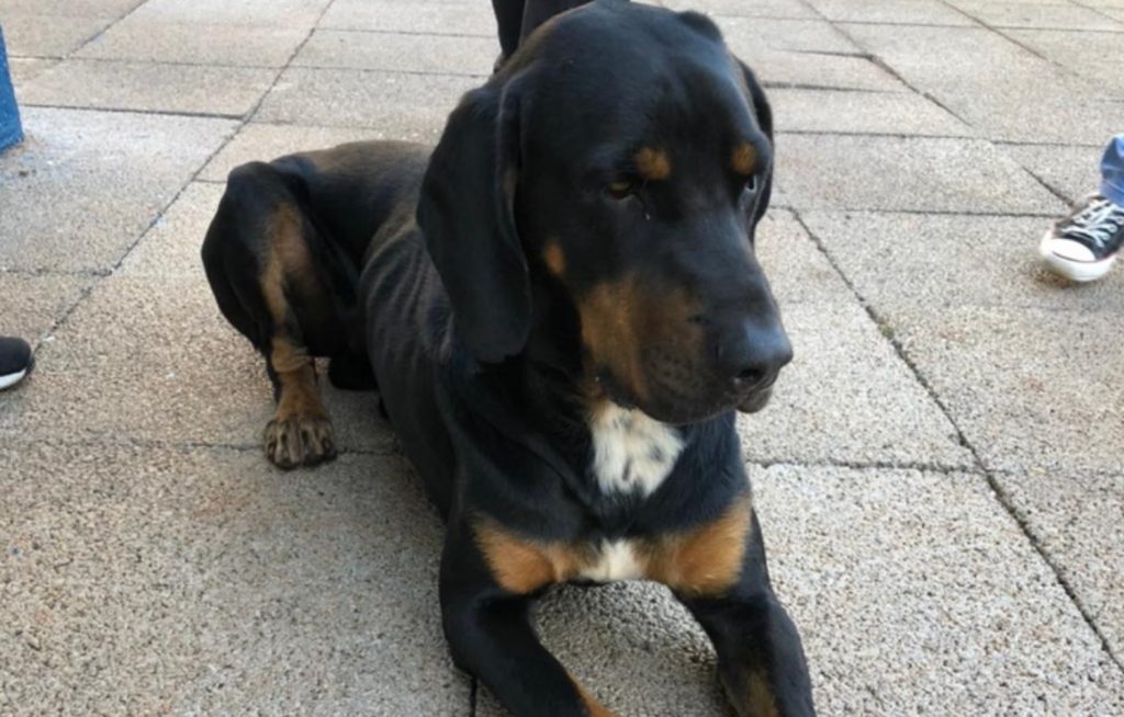 Cãozinho foi encontrado na Rua São Paulo, no Centro Cãozinho foi encontrado na Rua São Paulo, no Centro