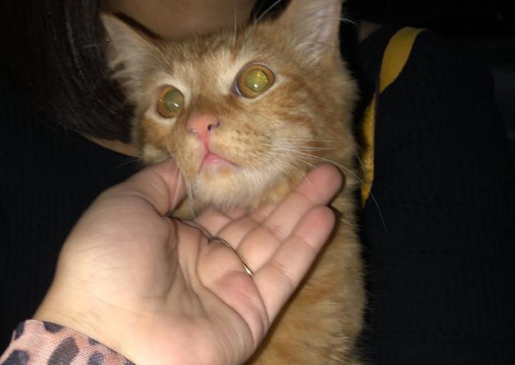 Gatinho de estimação é encontrado na região central de Cascavel; internauta quer devolvê-lo ao dono