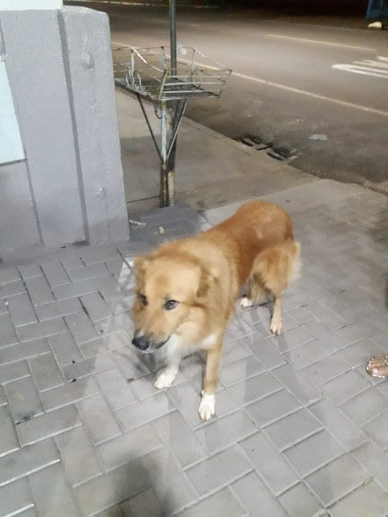 Cachorro é encontrado no Claudete