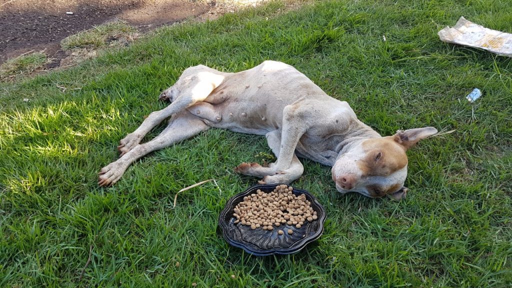 Cachorrinha que estava em terreno onde houve incêndio está internada e precisa de ajuda Cachorrinha que estava em terreno onde houve incêndio está internada e precisa de ajuda