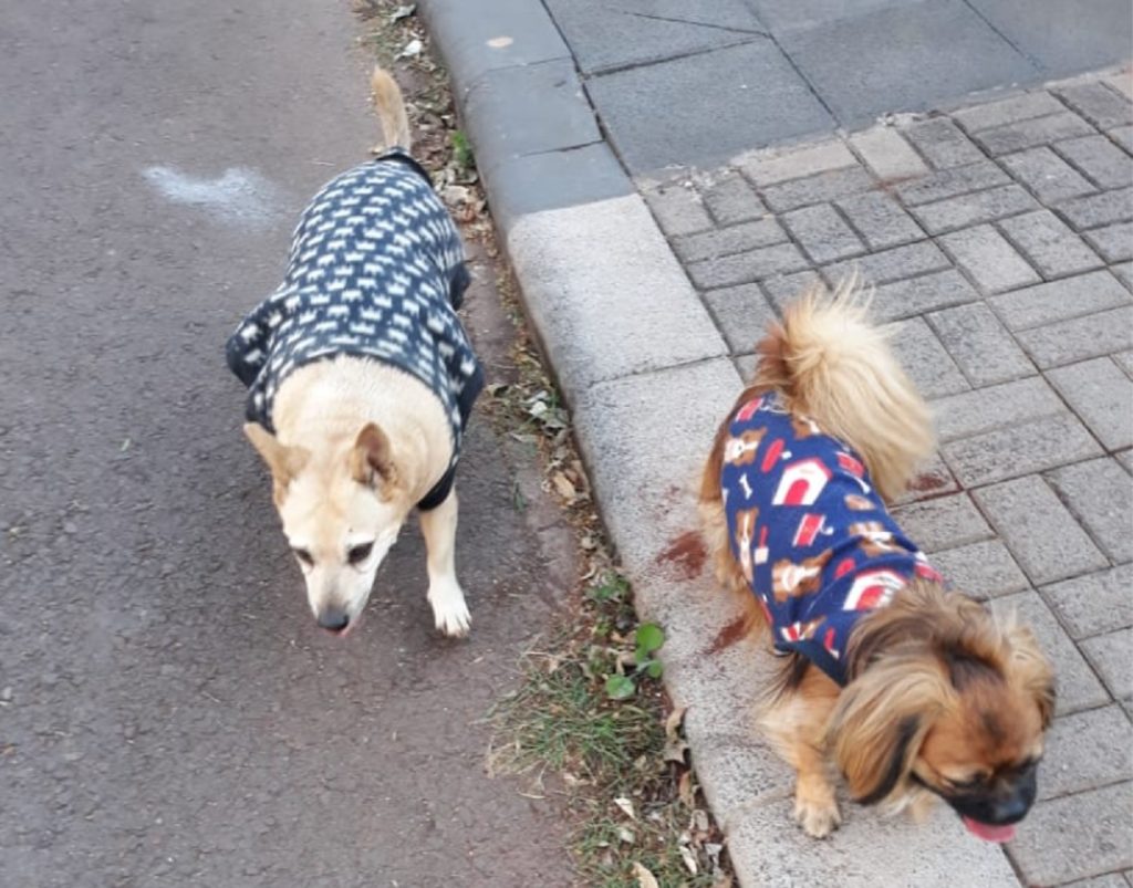 Cachorrinhos foram encontrados no Bairro Parque Verde Cachorrinhos foram encontrados no Bairro Parque Verde