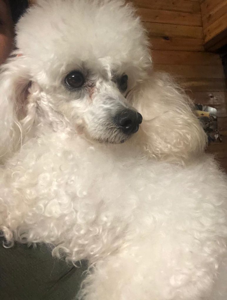 Princesa desapareceu no Presidente; criança está desesperada em busca da cachorrinha