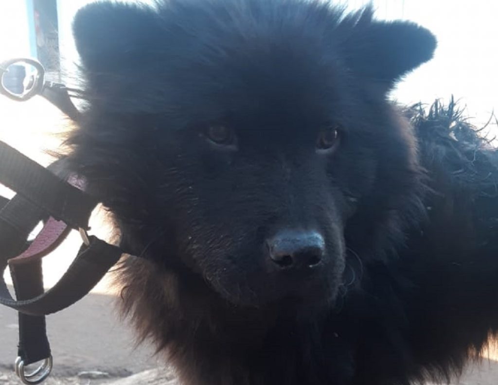 Cachorro com queimaduras é resgatado e mulher pede ajuda para custear o tratamento