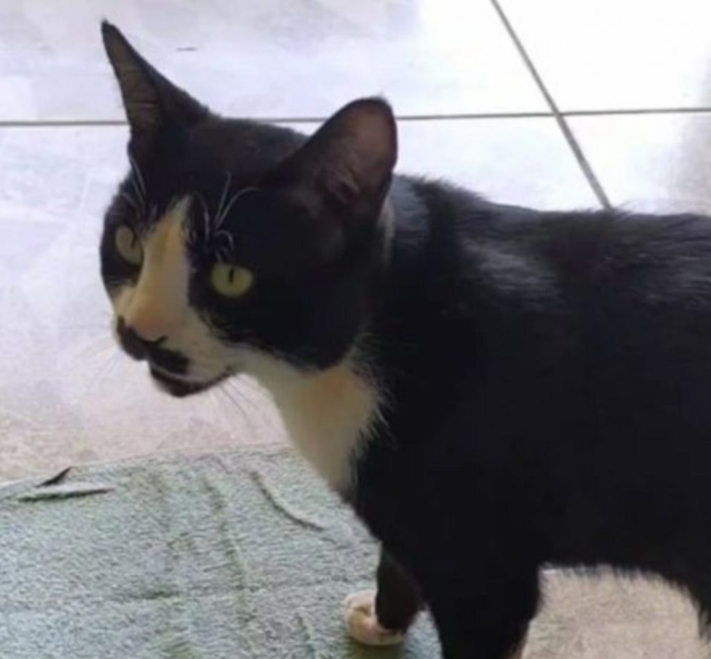 Gato sumiu nas proximidades da Rua Altemar Dutra