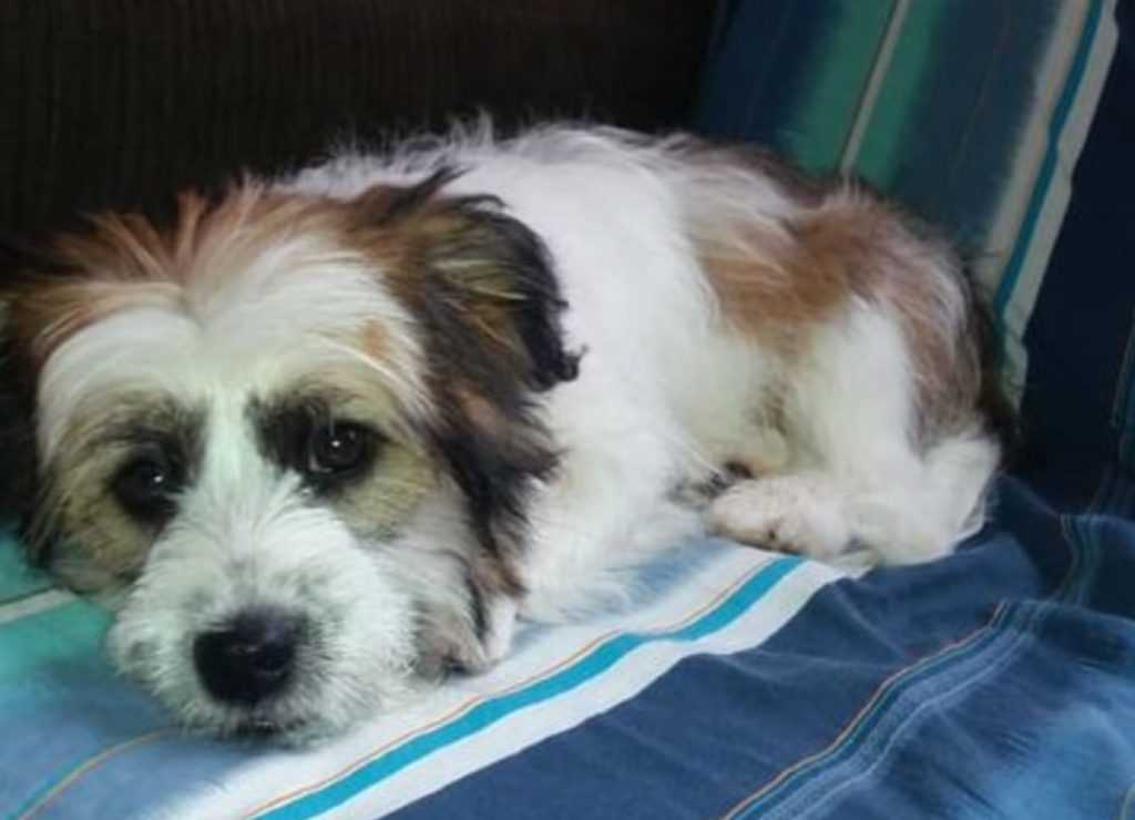 Cachorrinha que atende por ‘Maia’ sumiu no Bairro Paulo Godoy