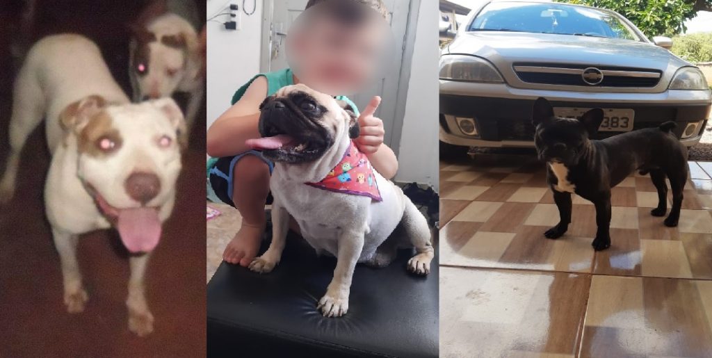 Morador do Pacaembu precisa de ajuda para localizar seus três cães de estimação, que escaparam após queda de portão