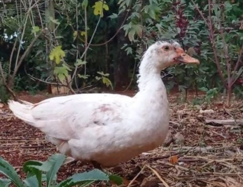 Pata sumiu nas proximidades da Avenida Brasil, no Centro