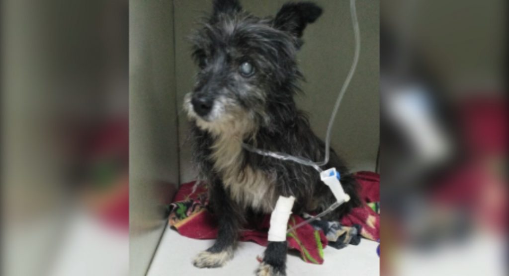 Cachorrinho que foi atropelado precisa de um novo lar